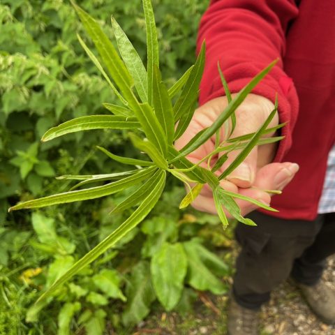 Hand holding a plant
